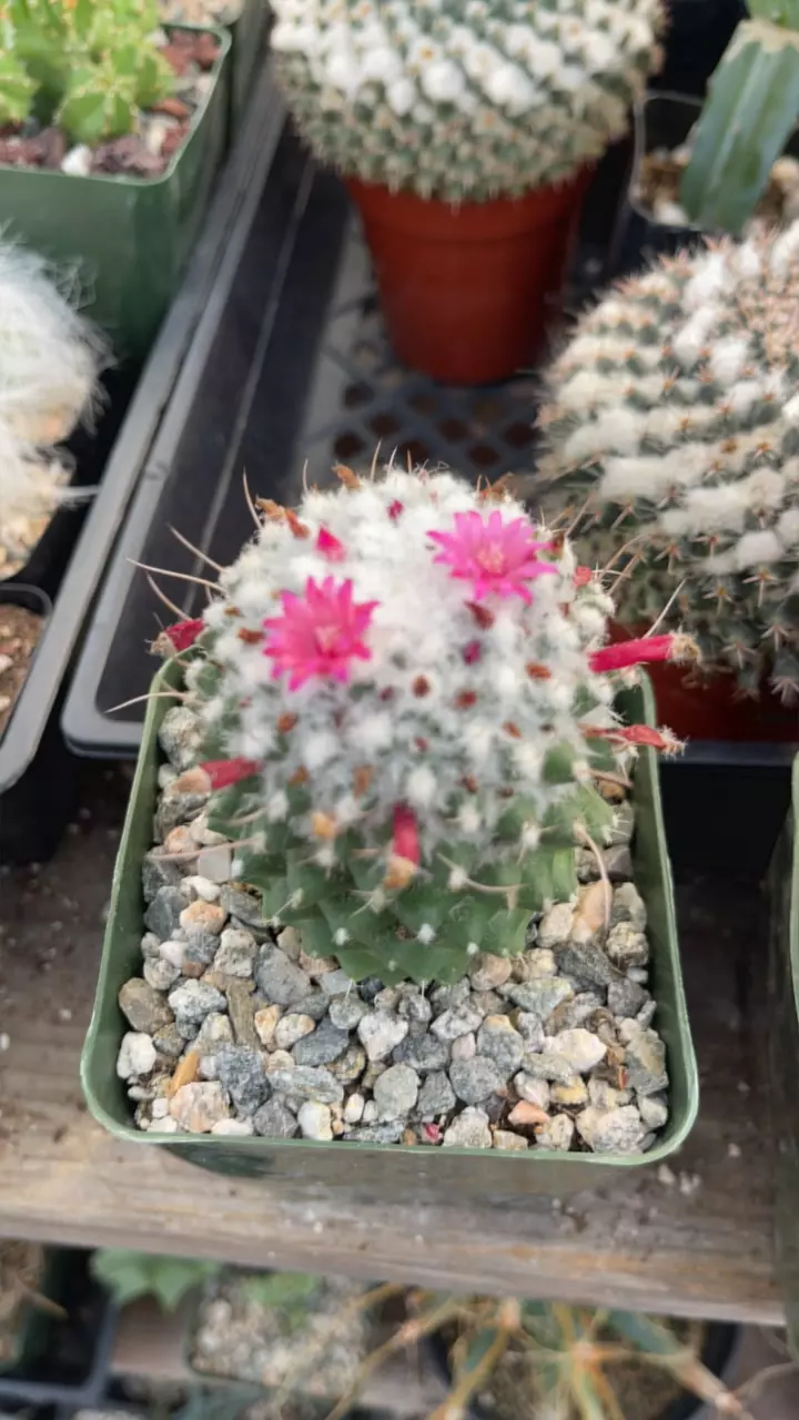 plant/3.5” Mammillaria Poly gc-0