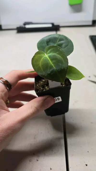 plant/0339-54 Dorayaki x Guna Yala Papillilaminum-0-thumbnail