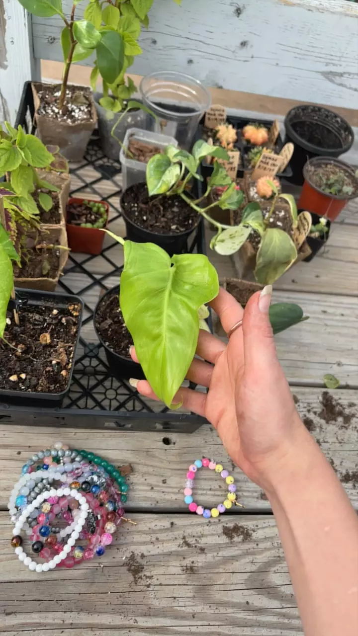 plant/bipen aura-0