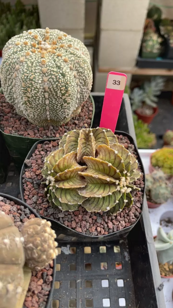 plant/#33 Triple heads LB-0