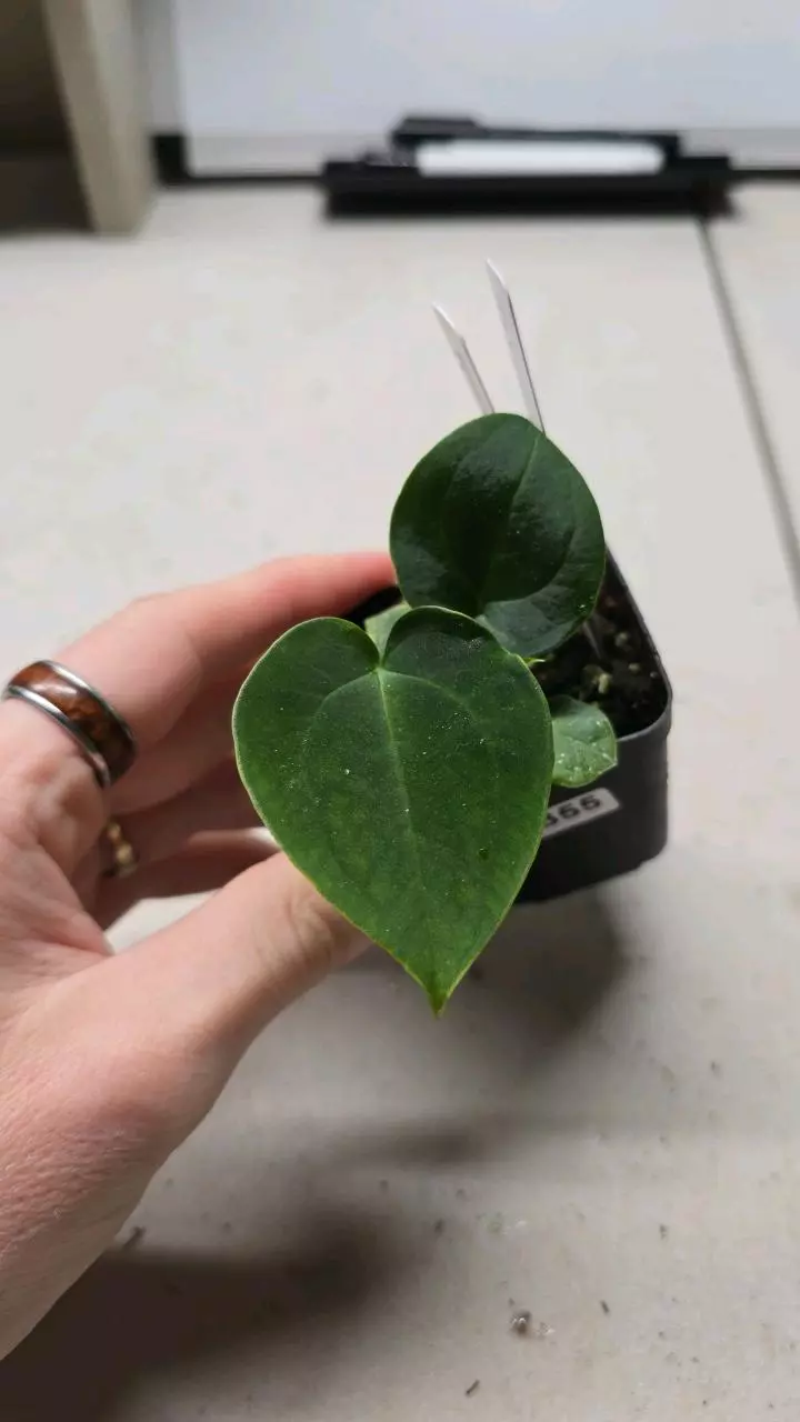 plant/0355-117 Red Mag x Bvep x Guna Yala Papillilaminum-0