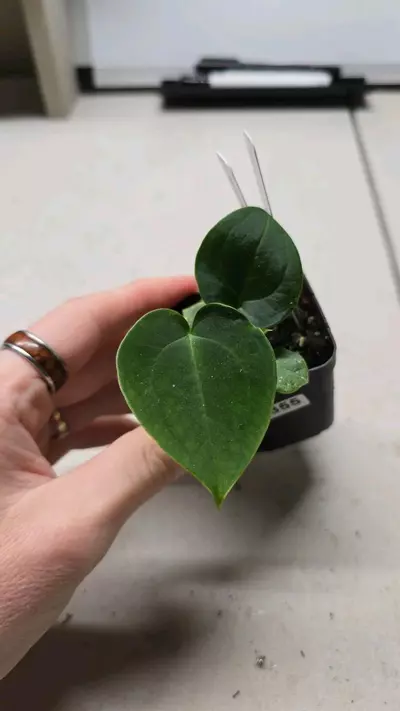 plant/0355-117 Red Mag x Bvep x Guna Yala Papillilaminum-0-thumbnail