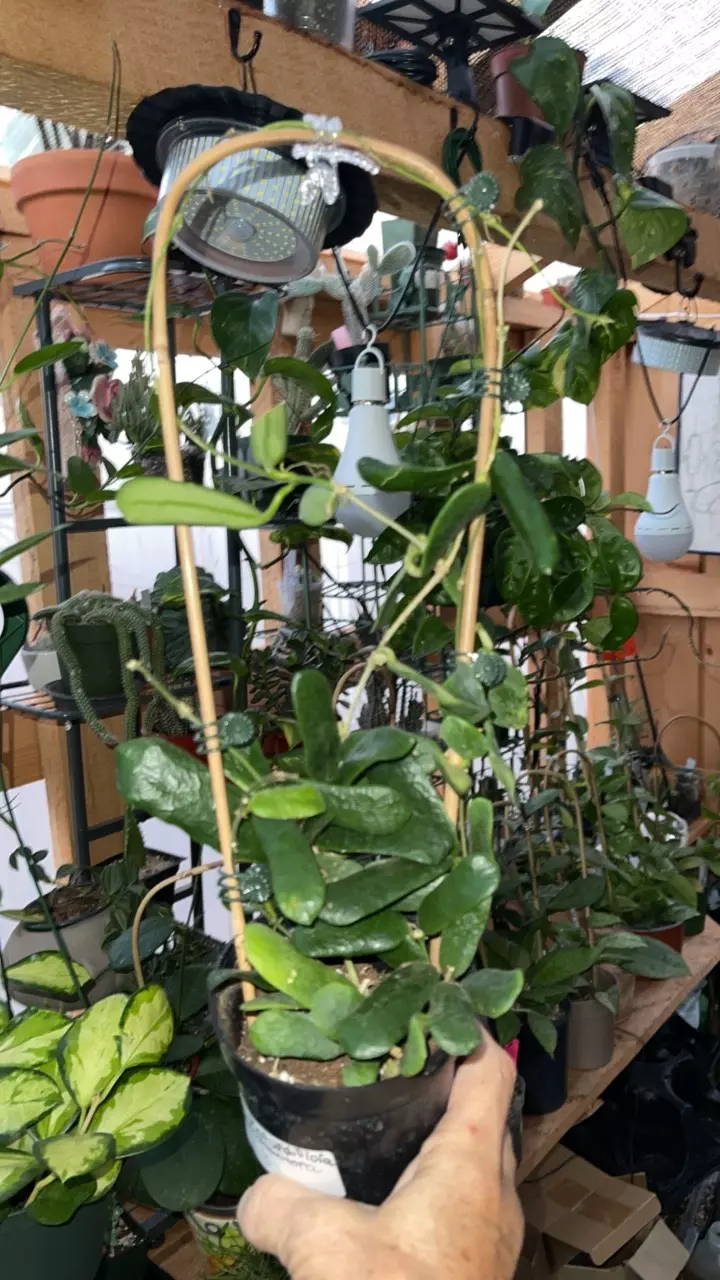 plant/Receive 6 trellis-1