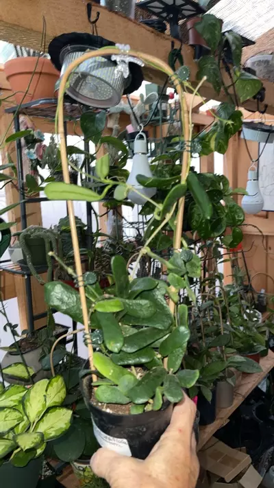 plant/Receive 6 trellis-1-thumbnail