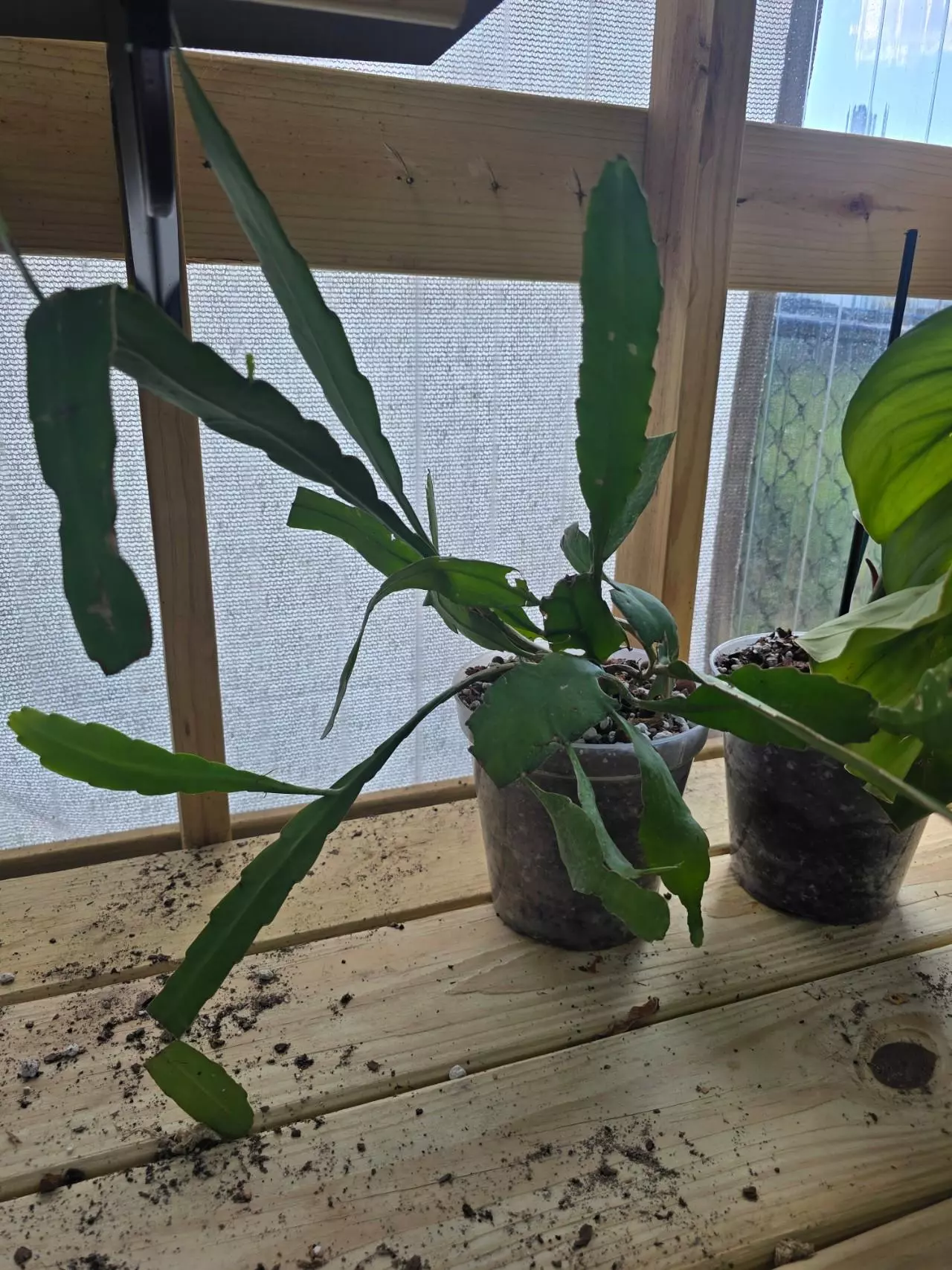 plant/GC Queen of the Night Cactus Rooted Cutting-1