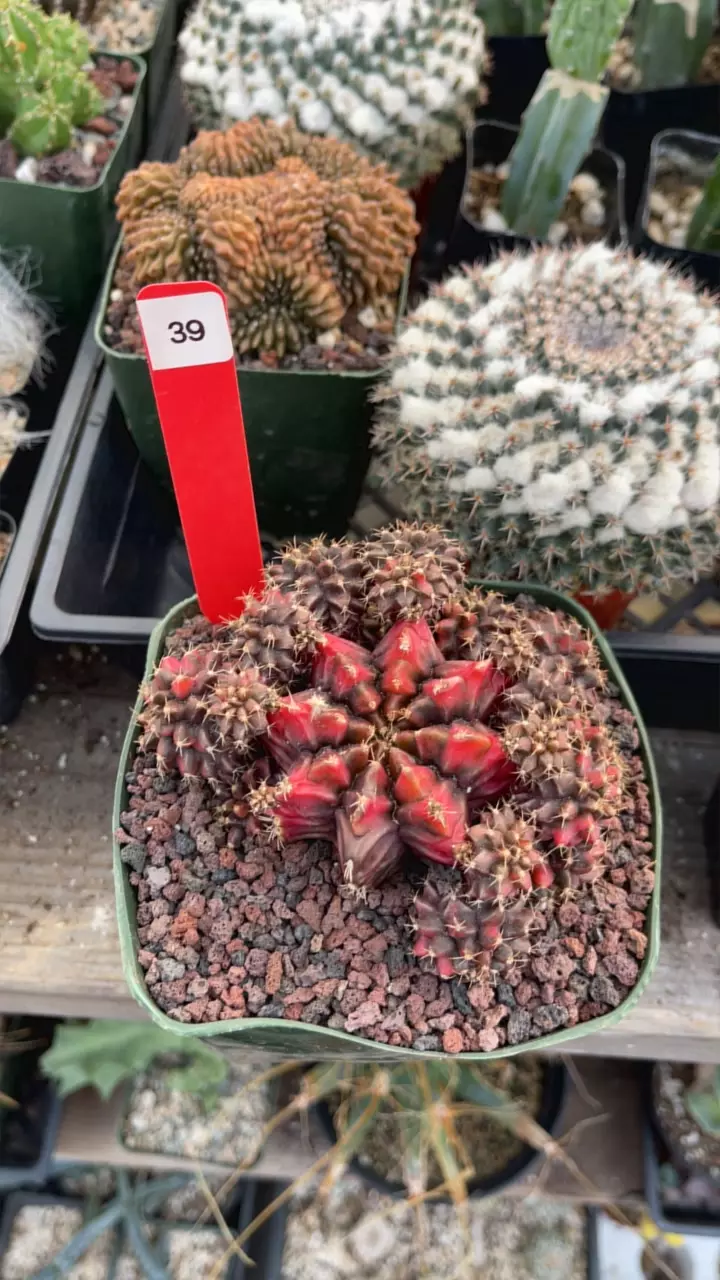 plant/#39 Gymno lot of pups-0