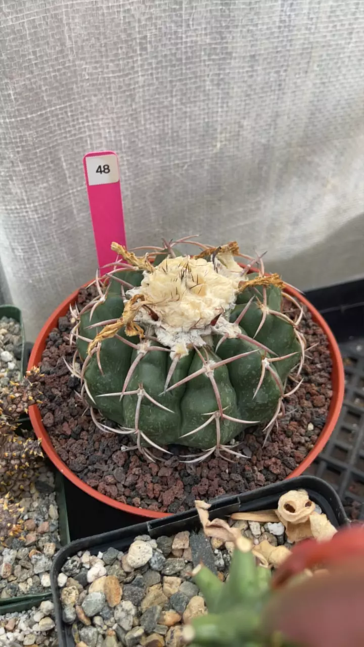 plant/6” Disco cactus-0