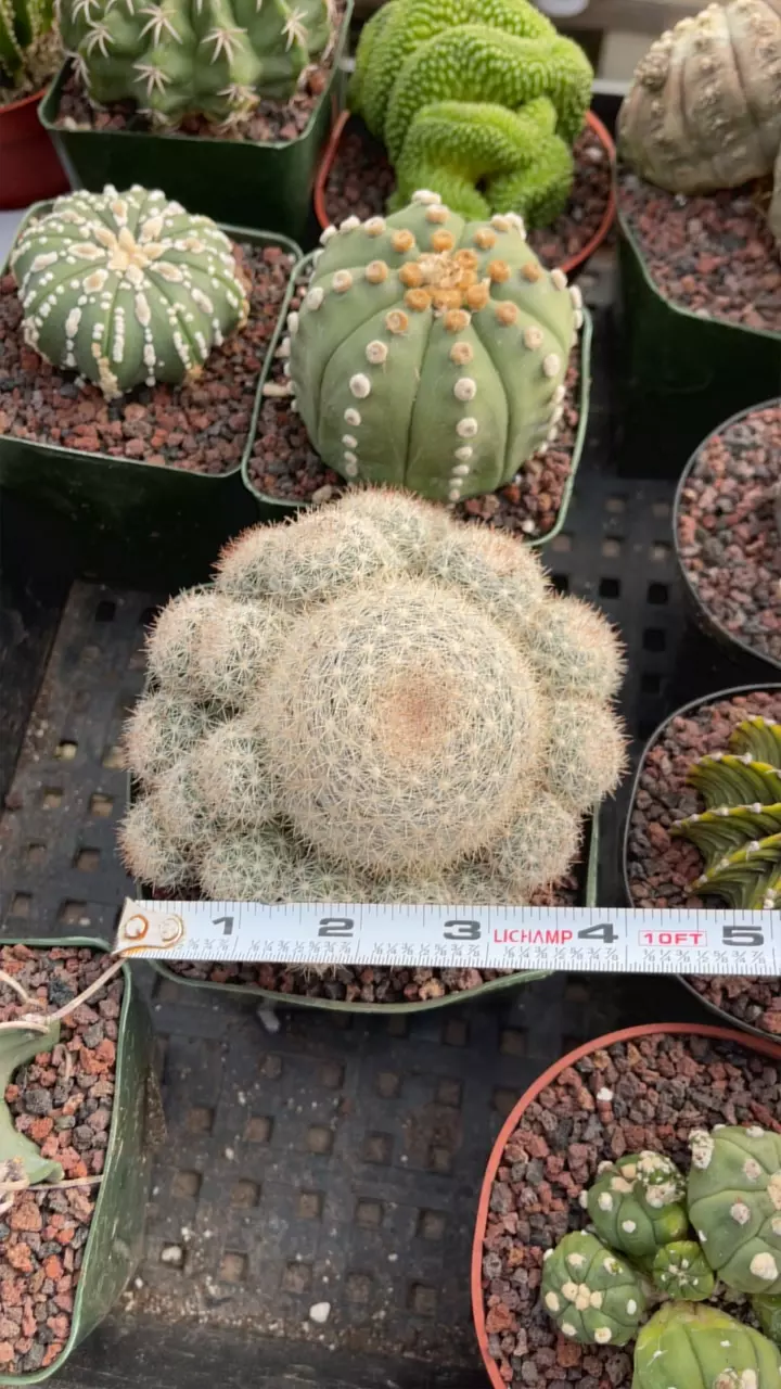 plant/4.5” Candida-0