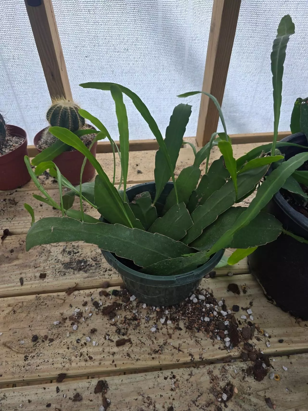 plant/GC Queen of the Night Cactus Rooted Cutting-2