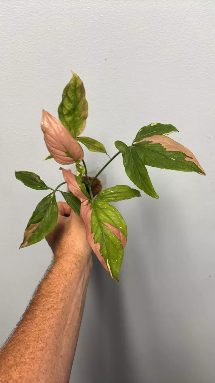 plant/Syngonium Red Spot Tri-color 4” - Grower's Choice-0