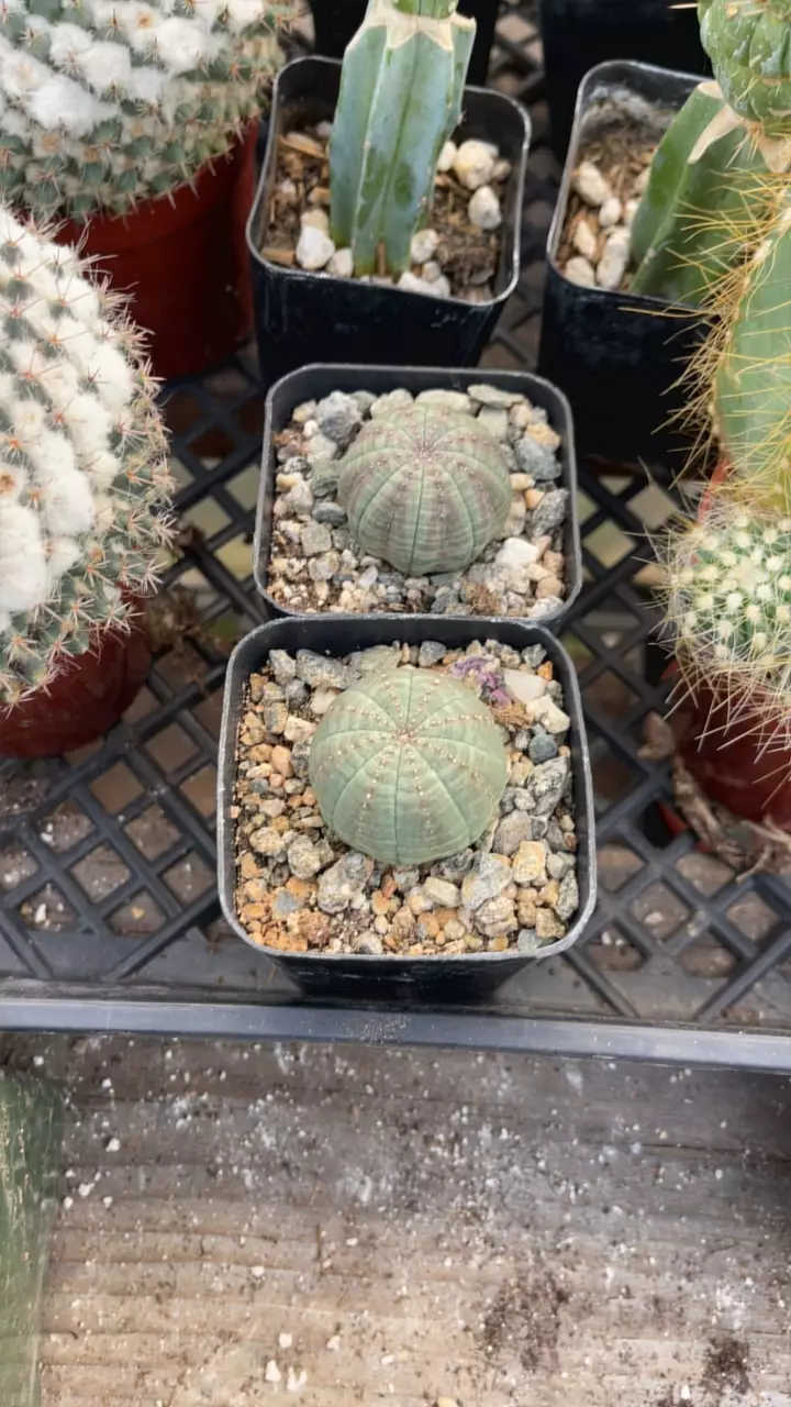 plant/2” GC Obesa-0