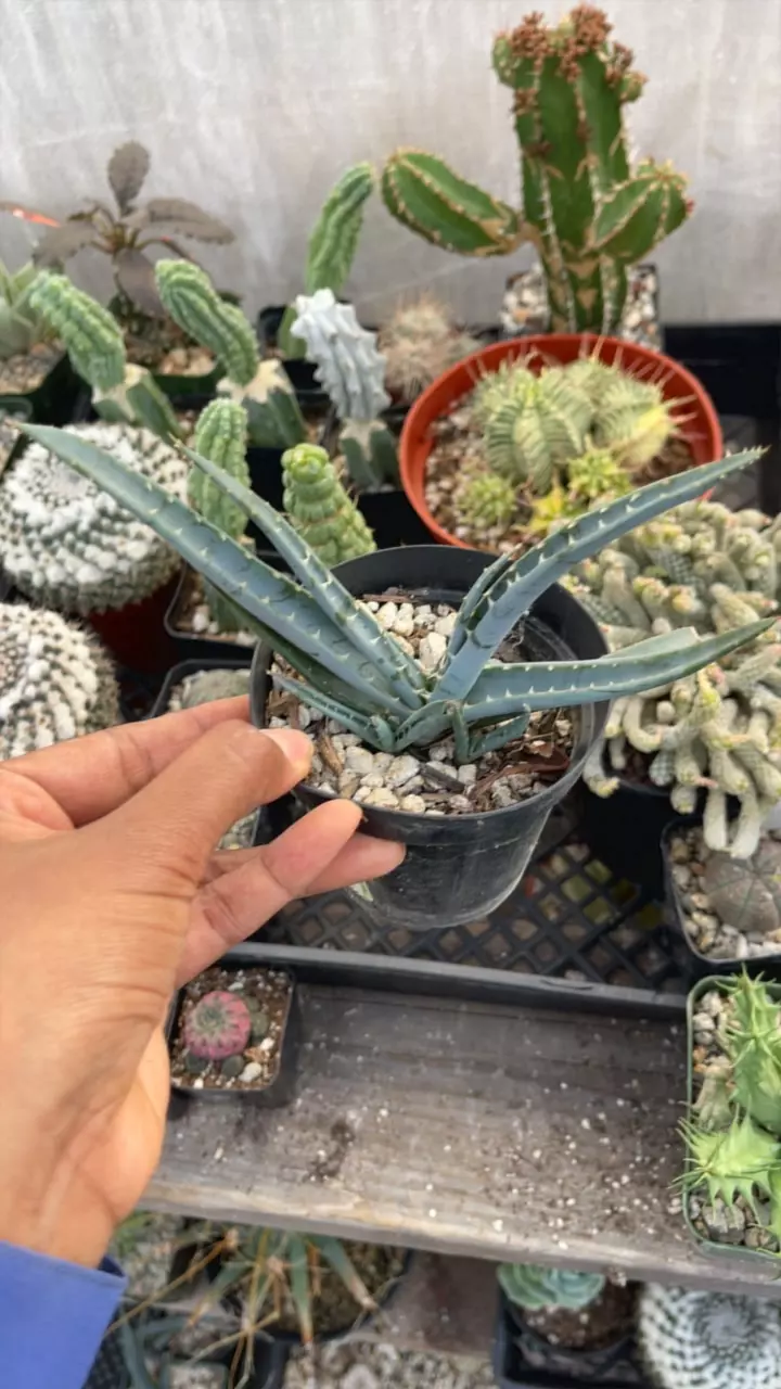 plant/4” Matache Aloe w/pus-0