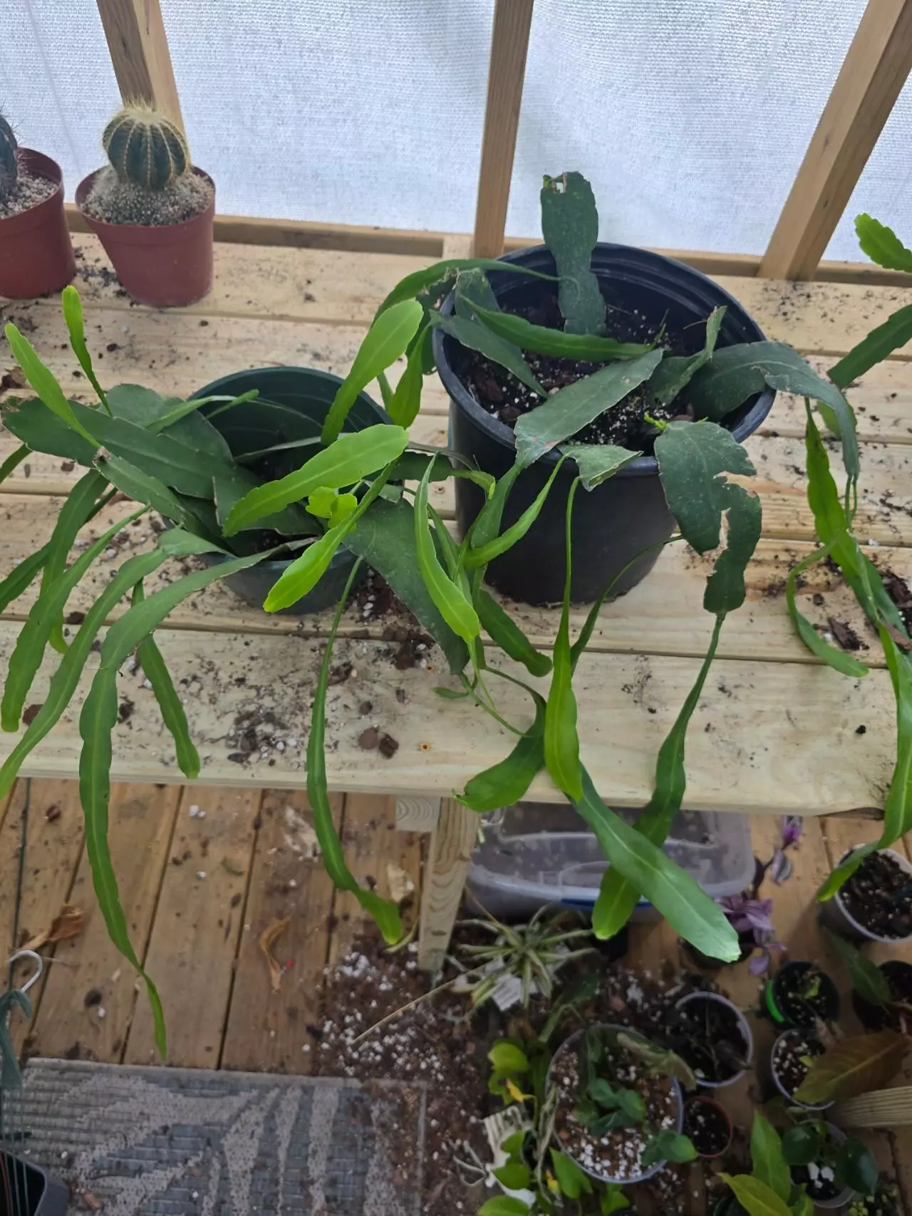 plant/GC Queen of the Night Cactus Rooted Cutting-0