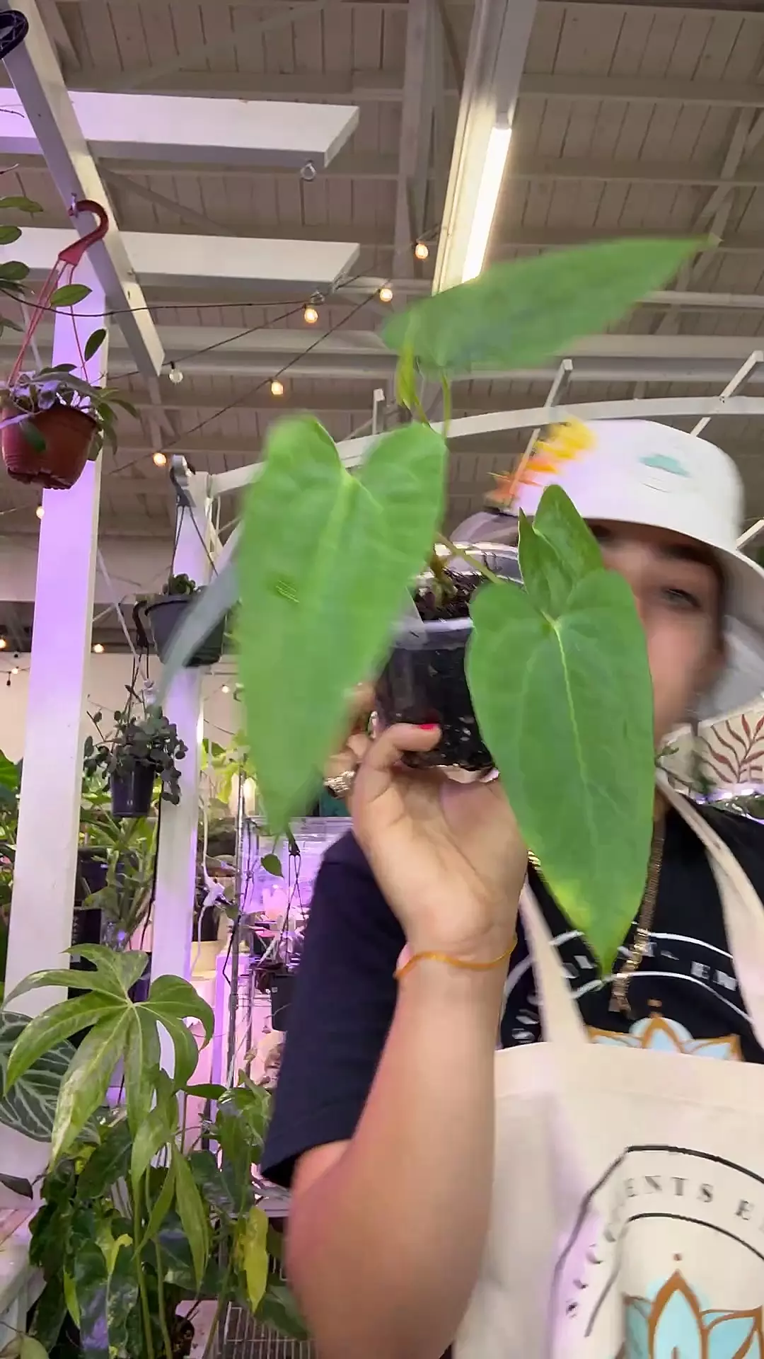 plant/1764 anthurium papi rlfs-0