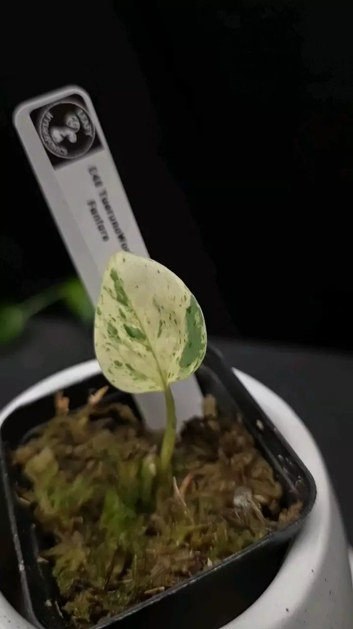 plant/E48 Epipremnum TR Fanfare-0