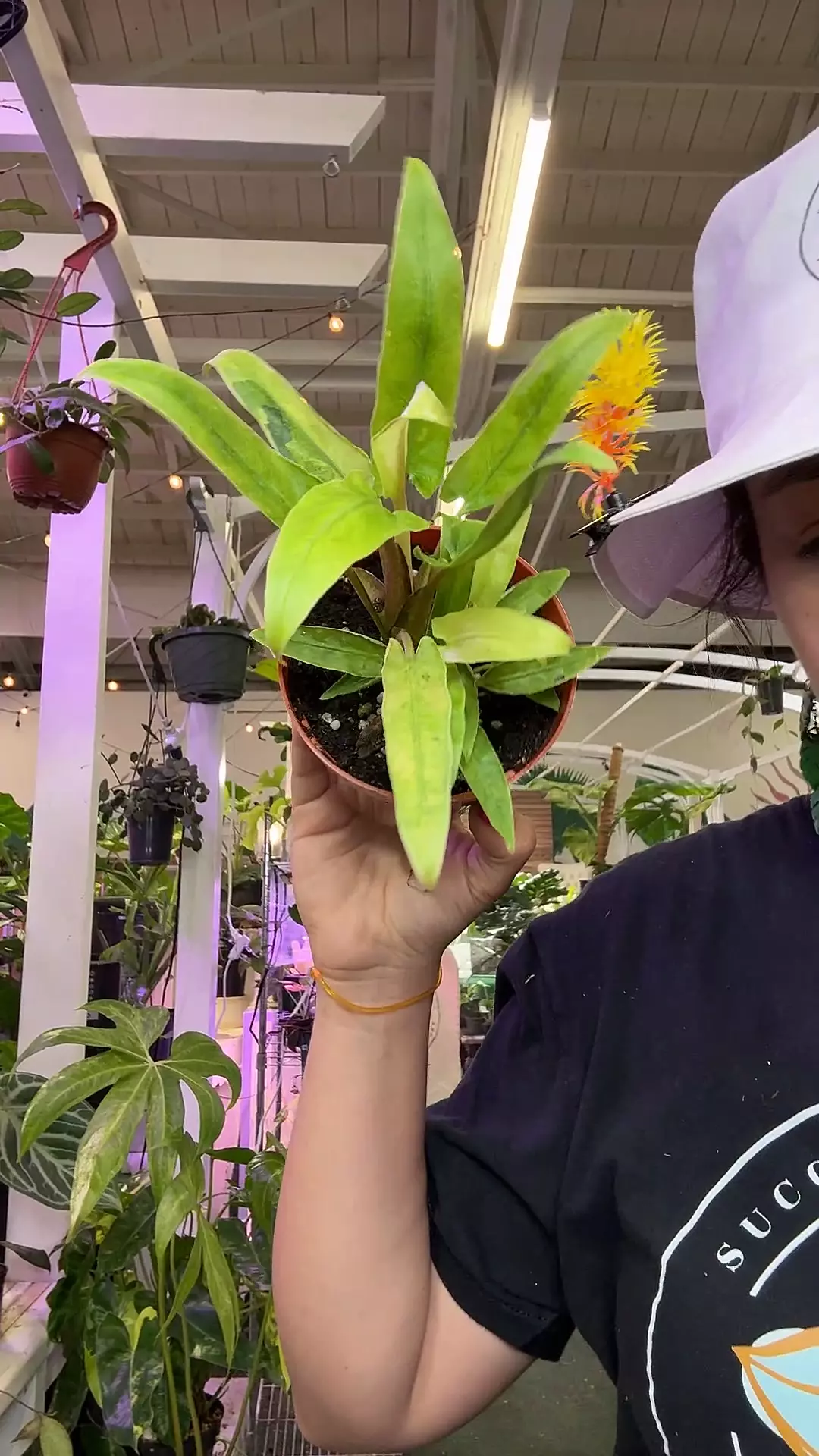 plant/1058 Alocasia lauterbachiana variegated-0