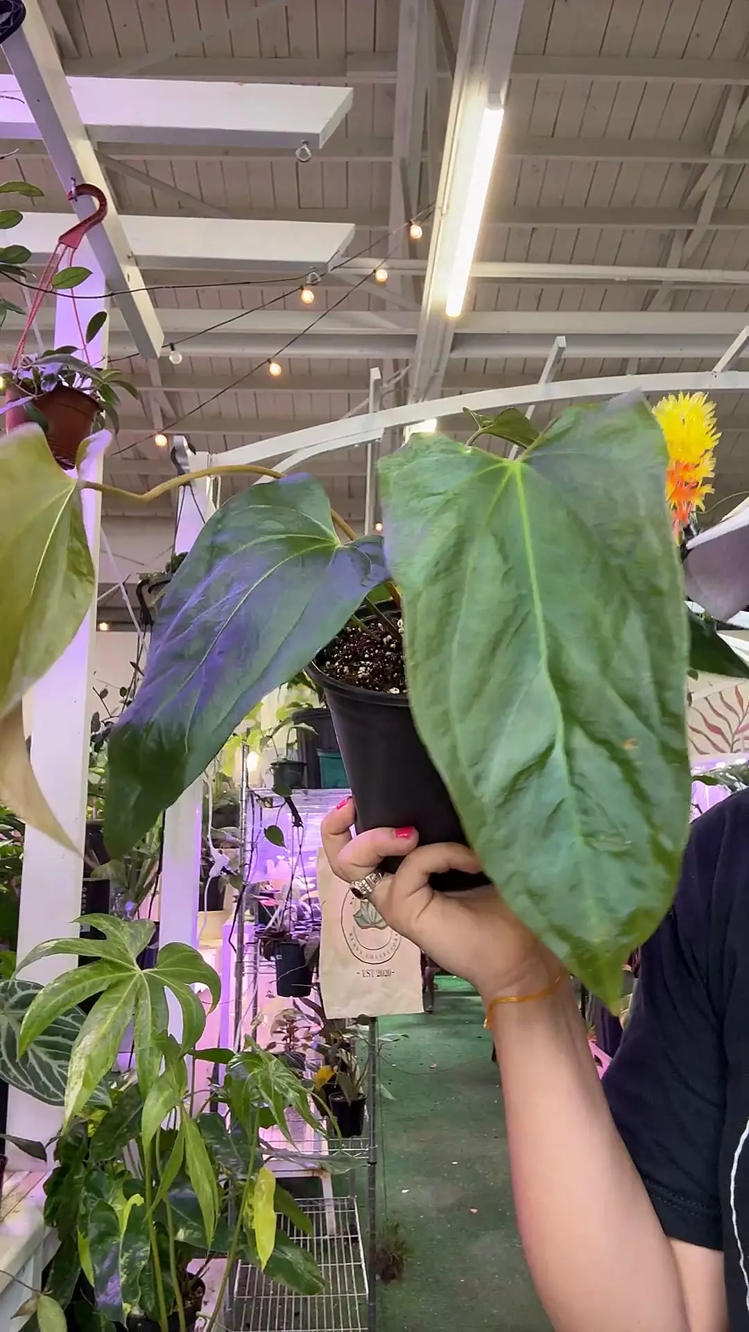 plant/anthurium 1761 X Mr worldwide-0