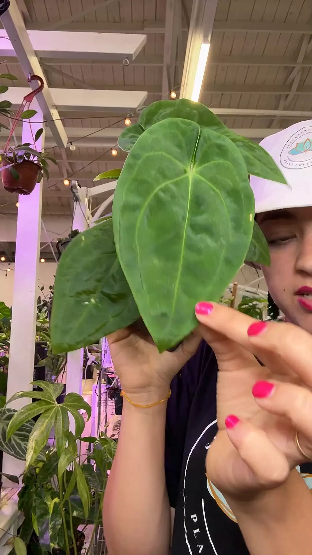 plant/1748 anthurium forgeti-0