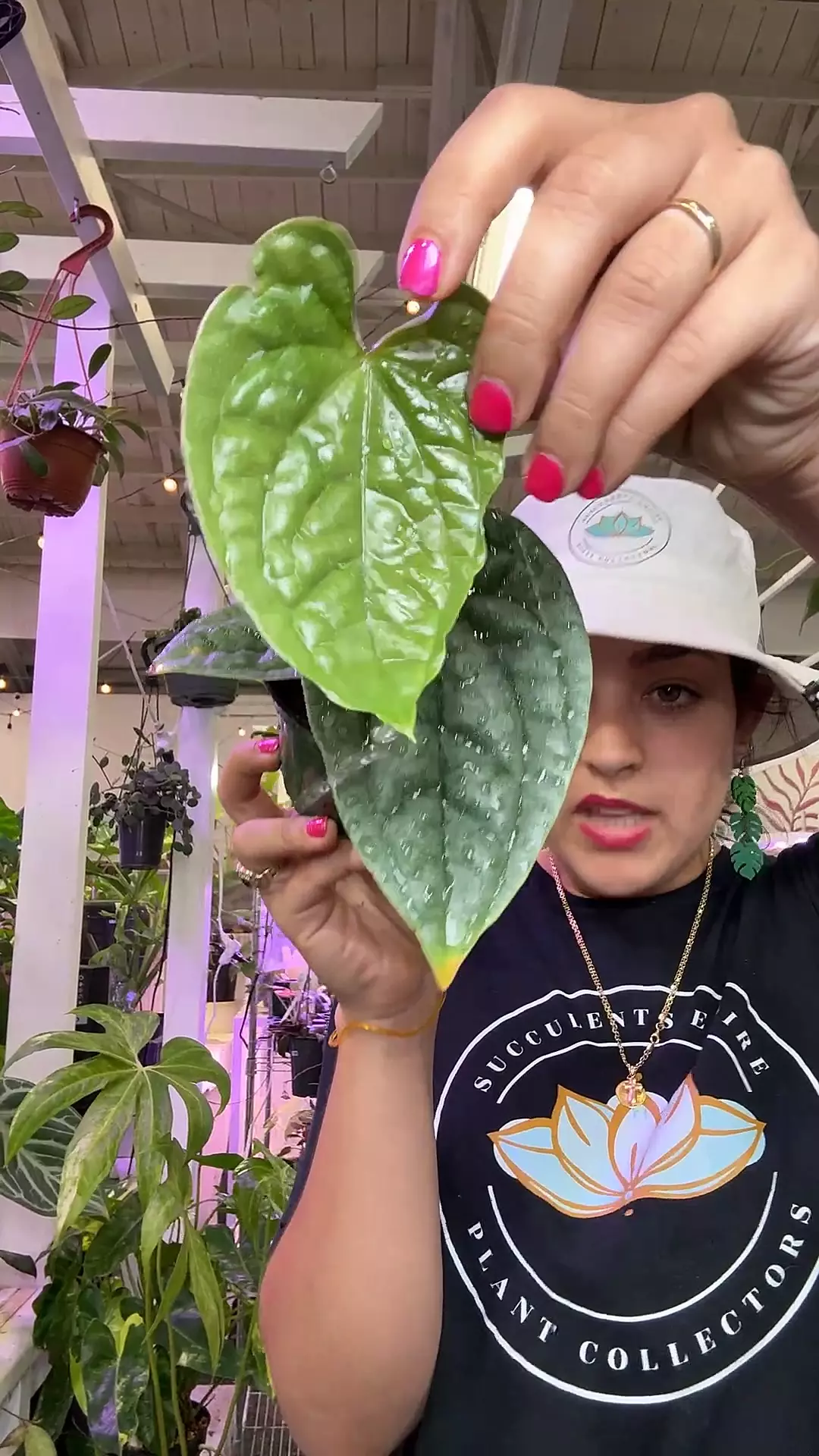 plant/anthurium 1453  luxuries-0