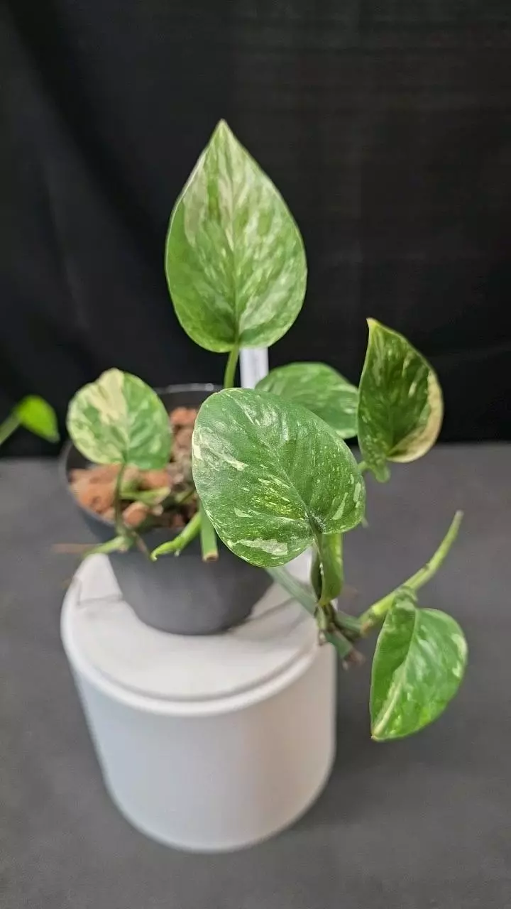 plant/E01 Epipremnum Colorado Constellation-0