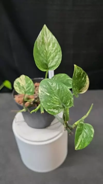 plant/E01 Epipremnum Colorado Constellation-0-thumbnail