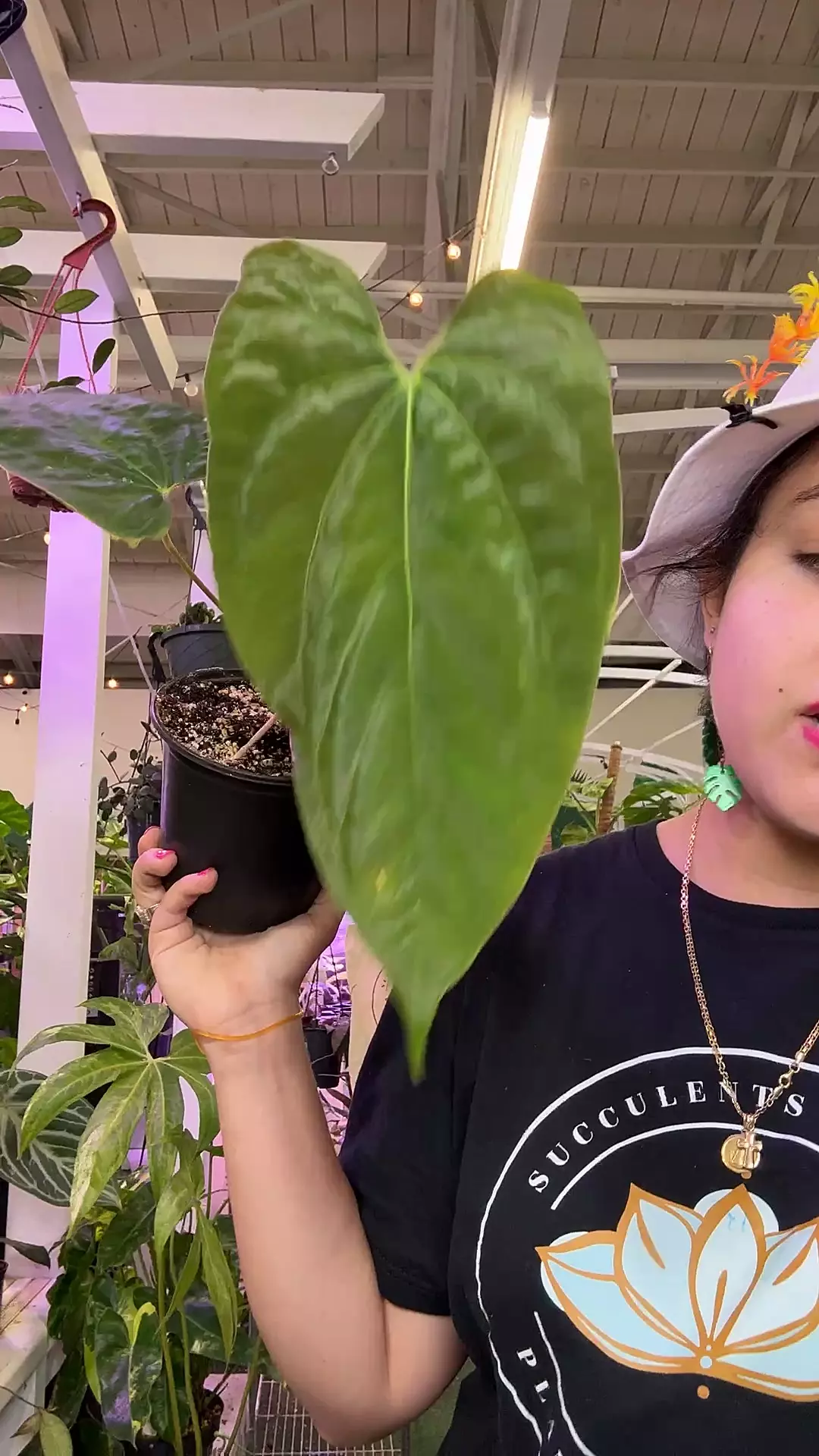 plant/1752 anthurium papi Rlfs-0