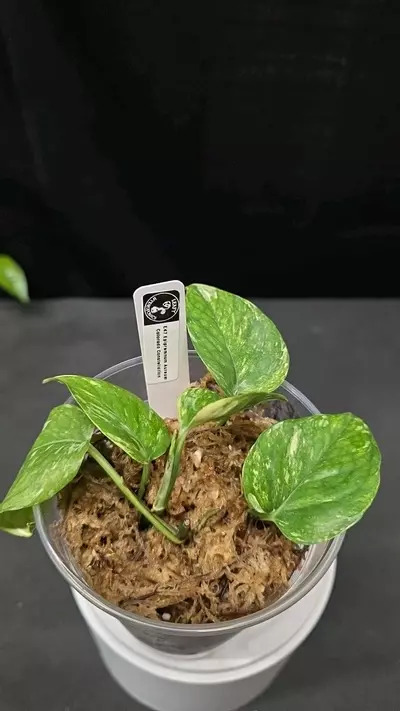 plant/E47 Epipremnum Colorado Constellation-0-thumbnail