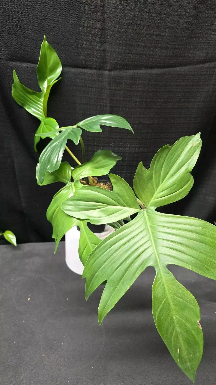 plant/P27 Philodendron Florida Ghost-0