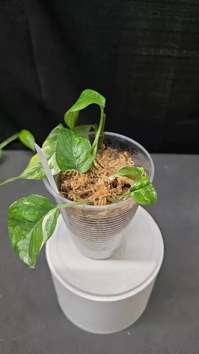 plant/E45 Epipremnum Pinnatum Albo-0-thumbnail