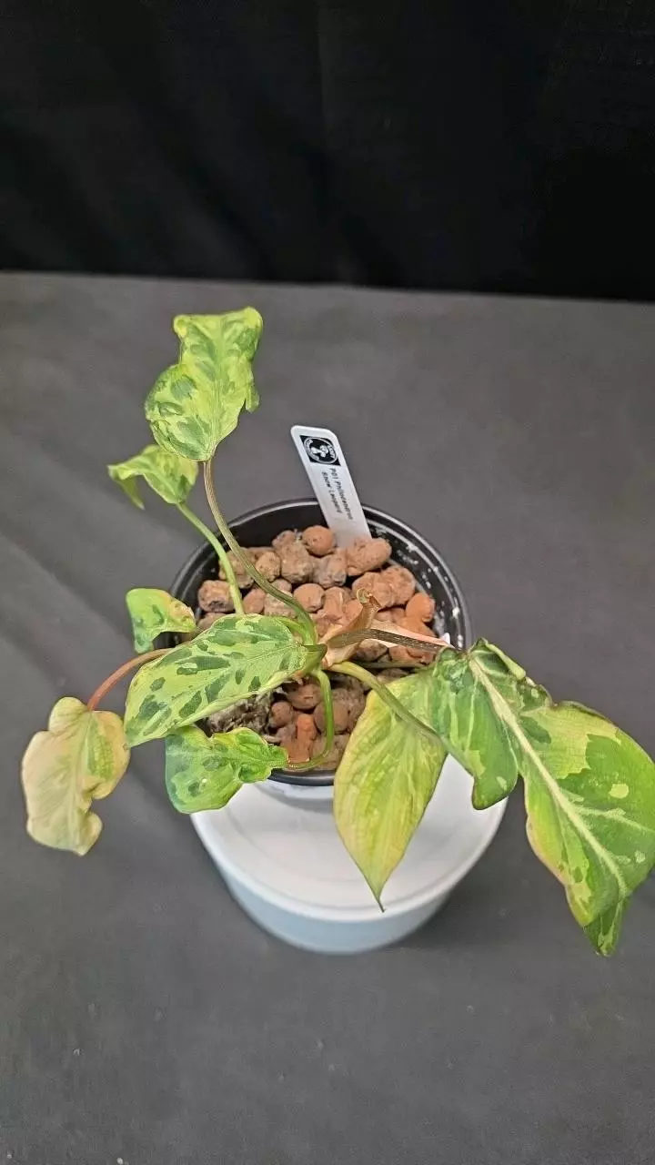 plant/P01 Philodendron Gloriosum Snow Leopard-0