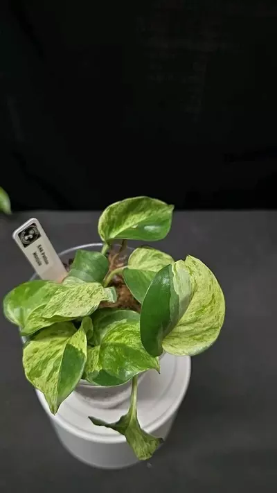 plant/E46 Epipremnum Manjula-0-thumbnail