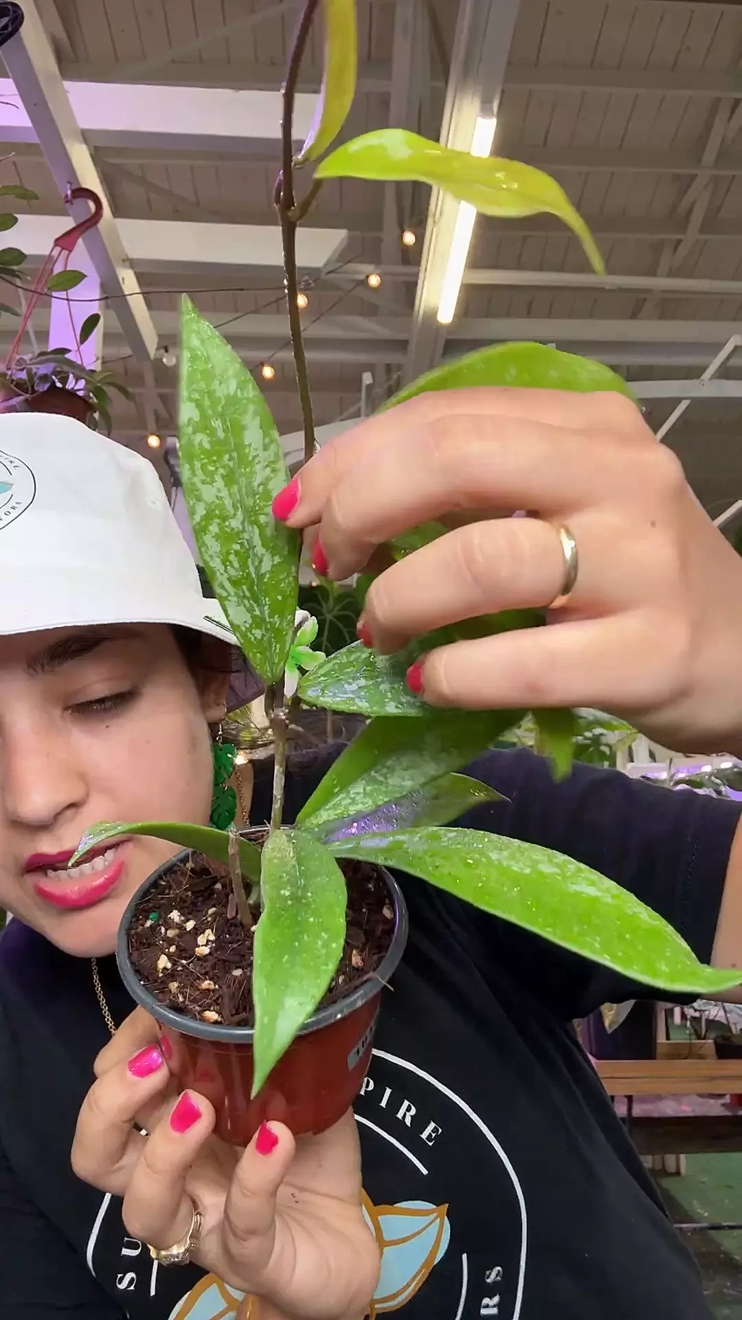 plant/Hoya 1818 publicalyx-0