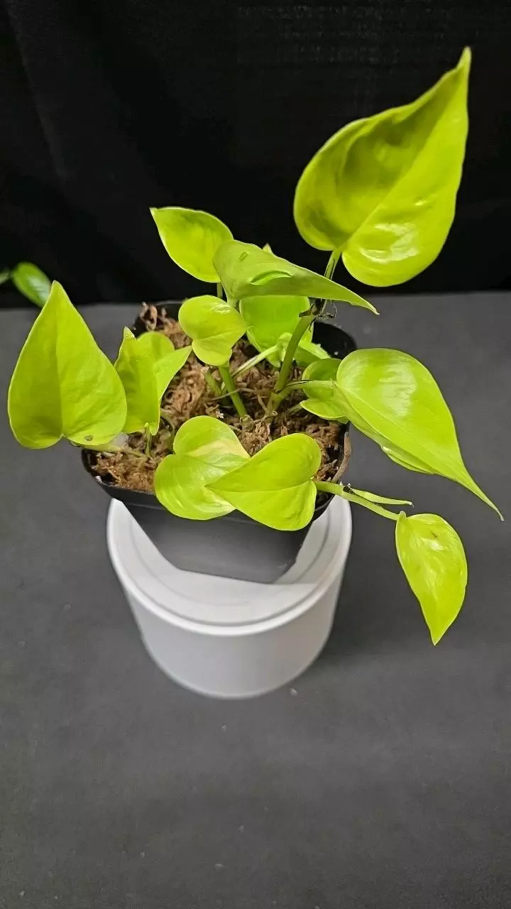 plant/E50 Epipremnum Champs Elysees-0