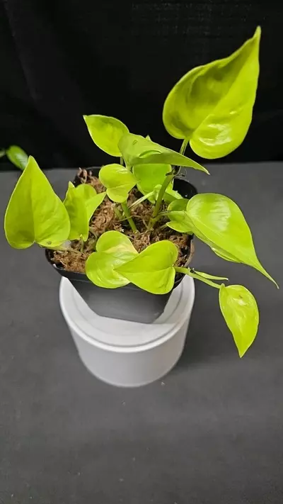 plant/E50 Epipremnum Champs Elysees-0-thumbnail