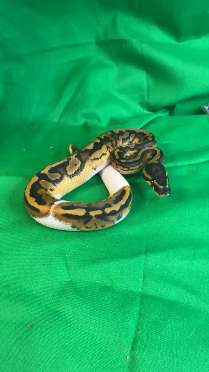 plant/pied het vpi ready in 2-3 was-0