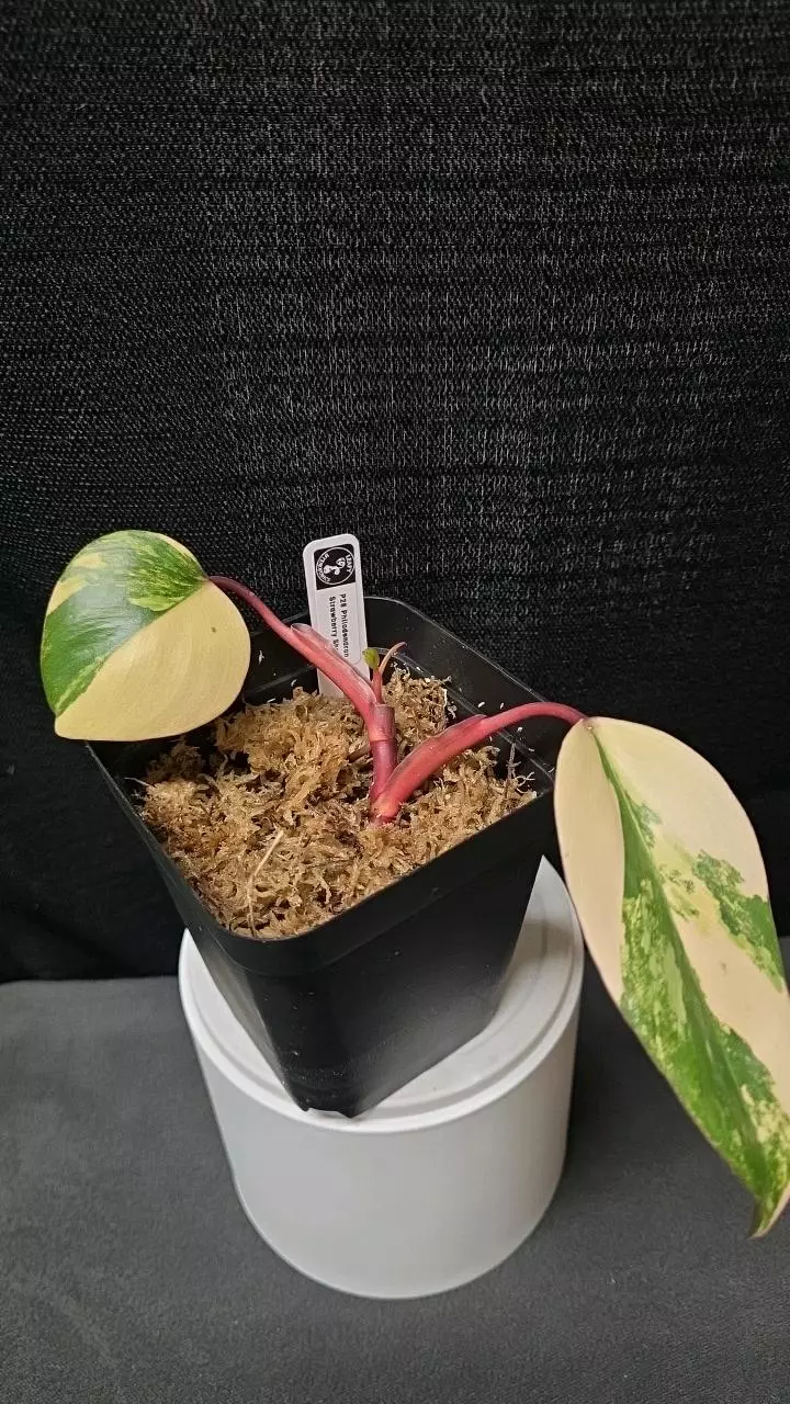 plant/P28 Philodendron Strawberry Shake-0