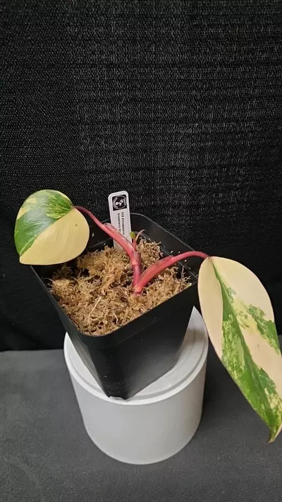 plant/P28 Philodendron Strawberry Shake-0-thumbnail