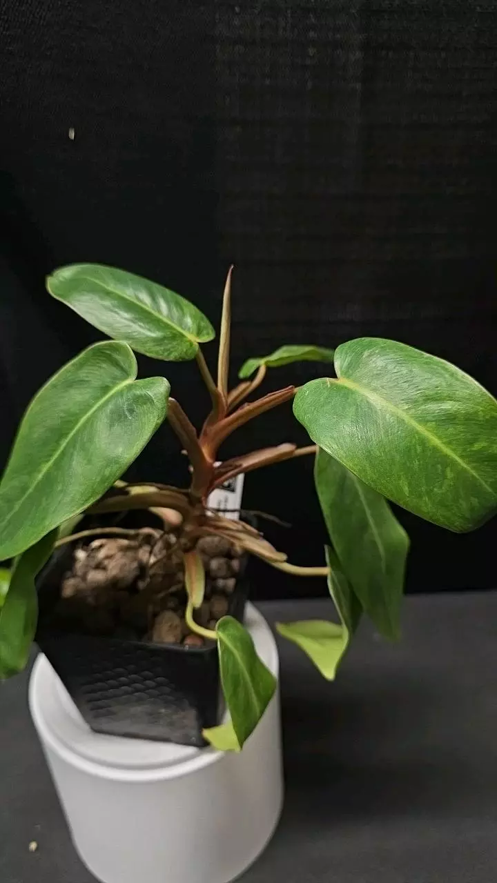 plant/E29 Philodendron Painted Lady-0