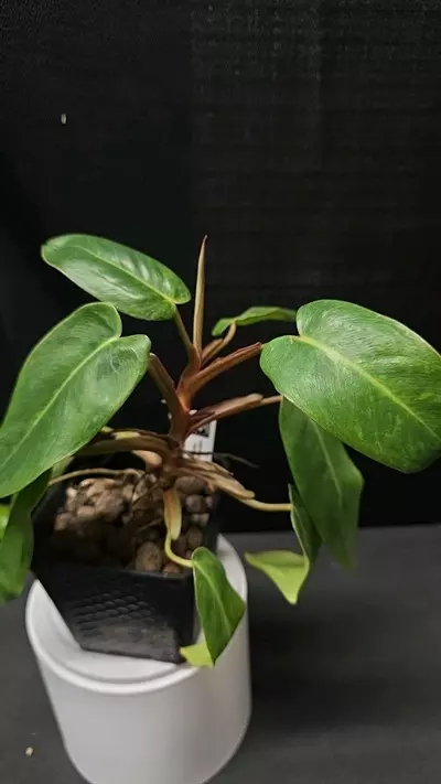 plant/E29 Philodendron Painted Lady-0-thumbnail