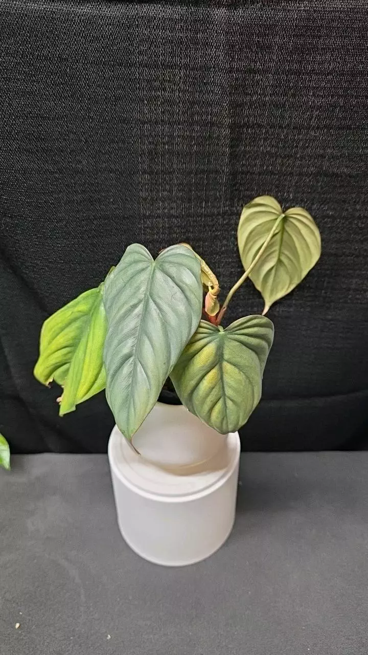 plant/P26 Philodendron Sp. Columbia-0