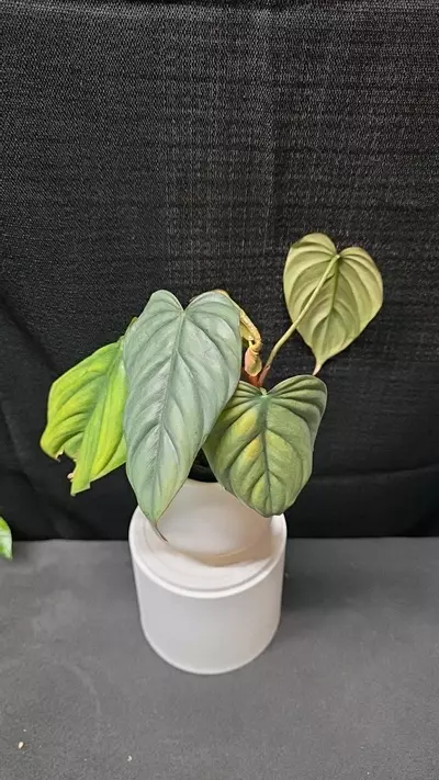 plant/P26 Philodendron Sp. Columbia-0-thumbnail