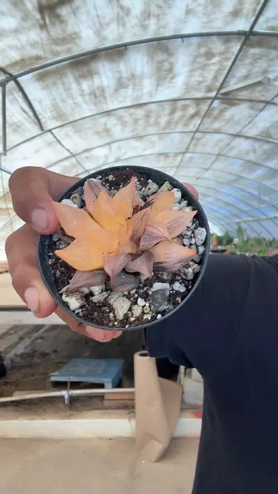 plant/8 haworthia astrofusca var-0-thumbnail