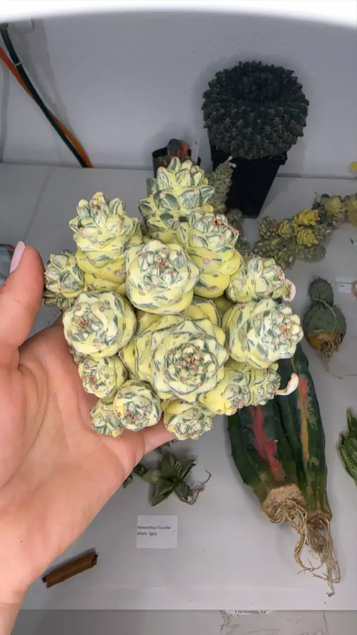 plant/E ritchiei cluster-0