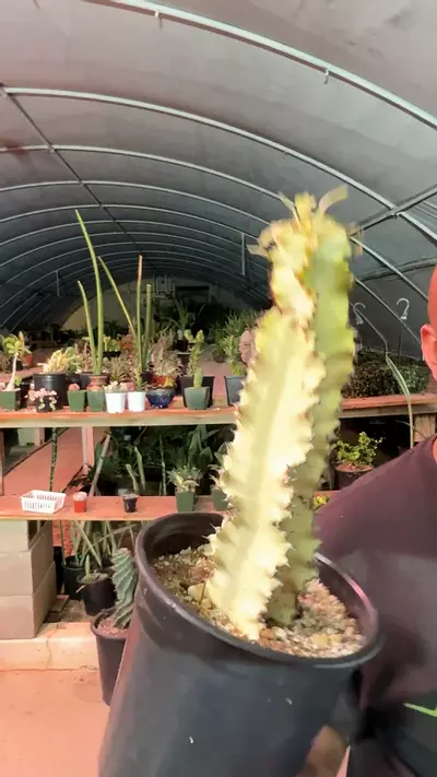 plant/P14 ammak yellow-0-thumbnail