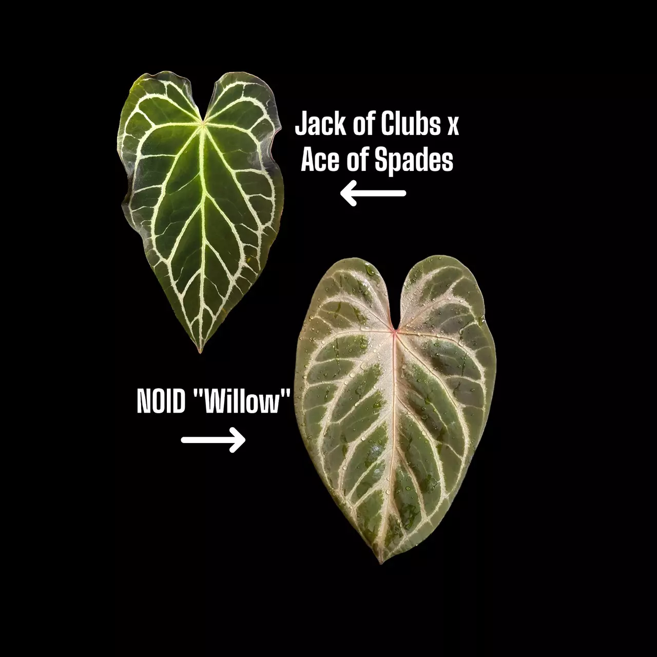 plant/36-20. (JOC x AOS) x NOID "Willow"-0