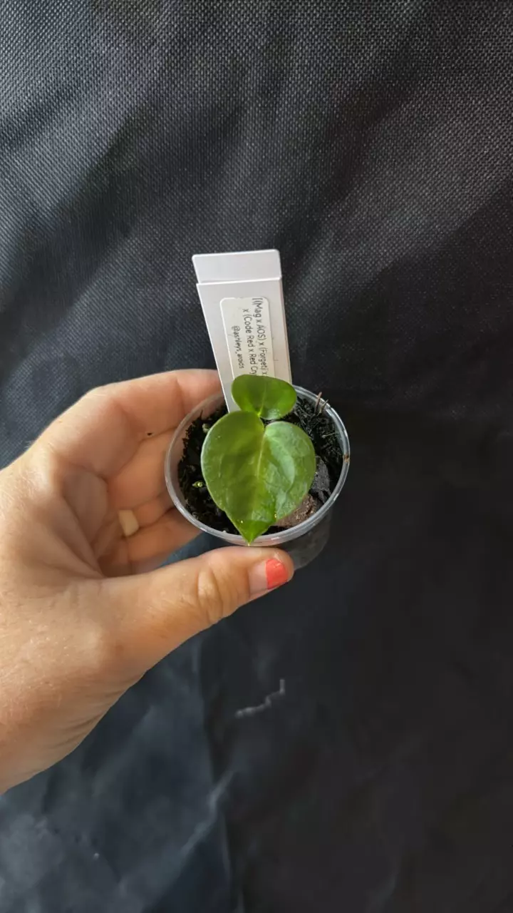 plant/36-7. [(mag x AOS) x (forgetii x carla)] x (NOID Code Red x Red Crystal)-0