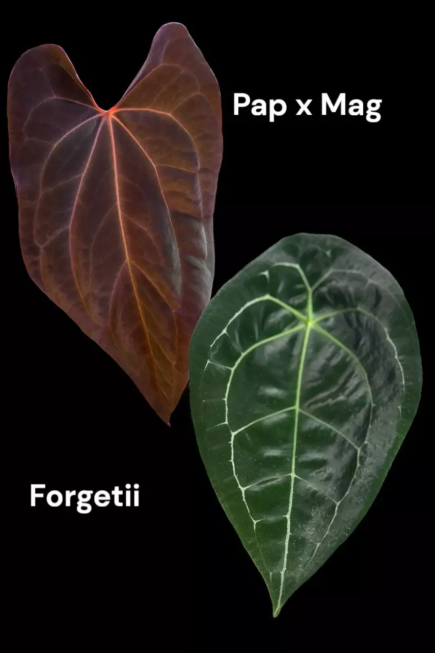 plant/DAILY DEAL (pap x mag) x forgetii 36-2-2