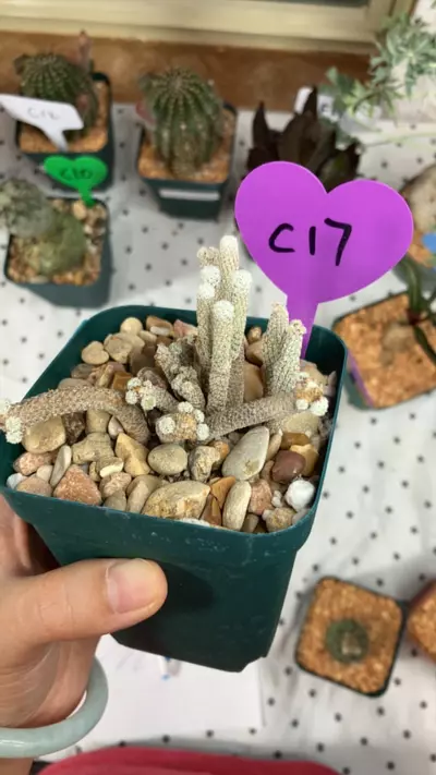 plant/Turb liliput-0-thumbnail