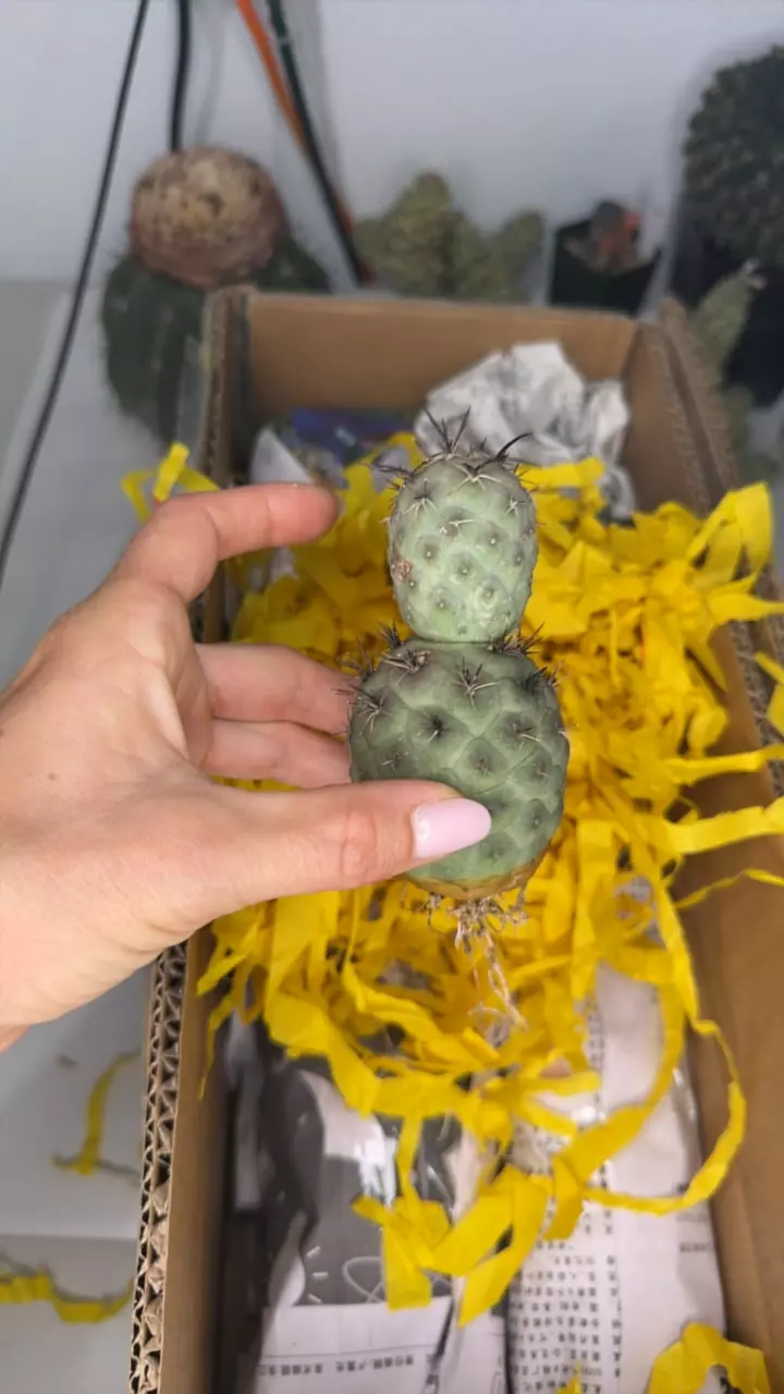 plant/Tephro black warrior-0