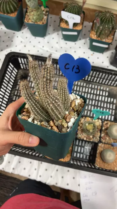 plant/Seti miralis-0-thumbnail